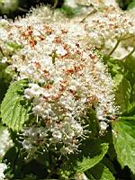 Viburnum dilatatum (fam Caprifoliacees) (Japon) (5) (Photo F. Mrugala)